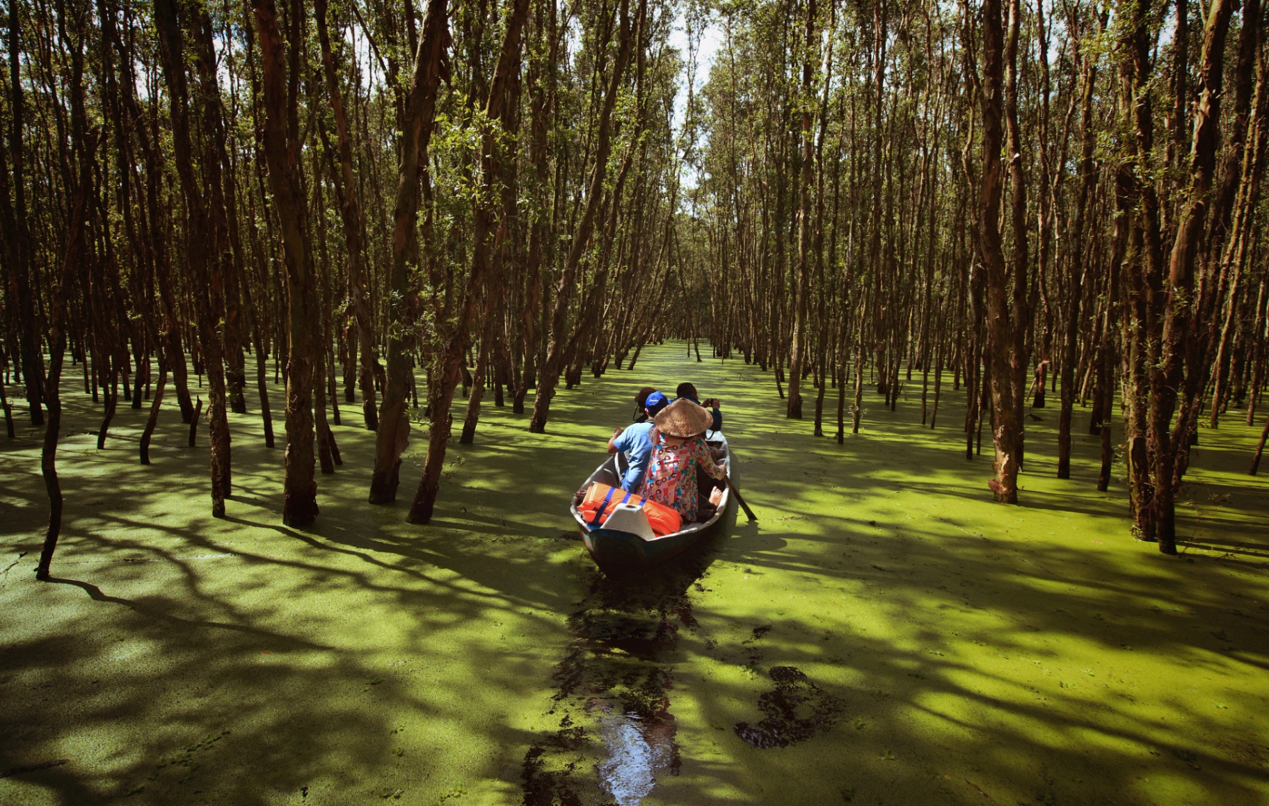 Traditional boat gliding through a flooded cajuput forest on the Mekong