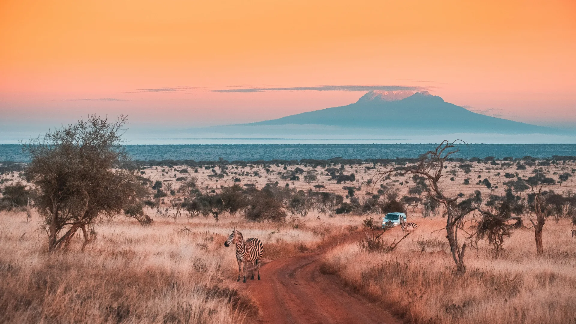 Zebras on a safari road at sunset with Mount Kilimanjaro in the background, Abercrombie & Kent Kenya safari