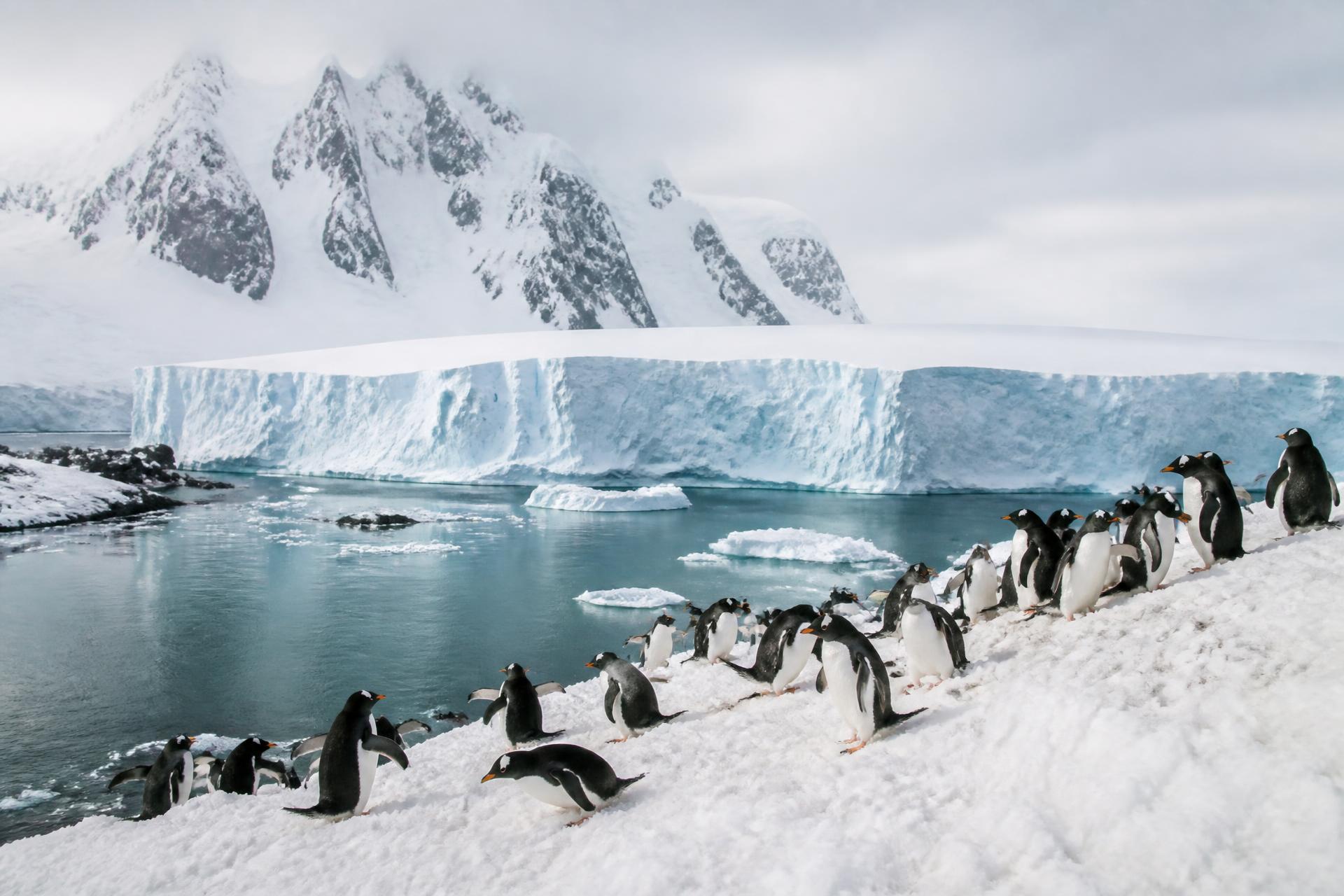 A colony of gentoo penguins on a snowy Antarctic shoreline with a tabular iceberg and jagged peaks behind